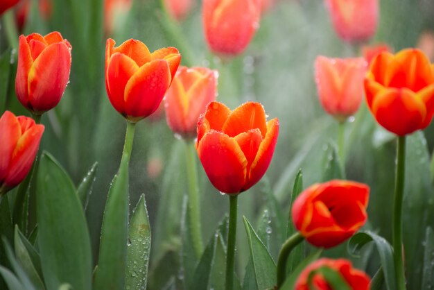 Chiuda in su dei tulipani, concetto del fiore della natura