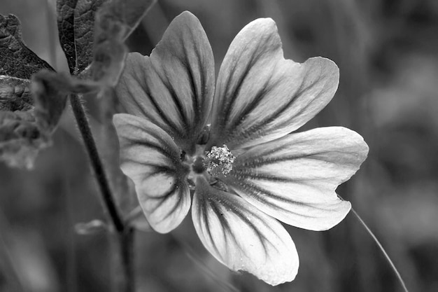 Chiuda in su del bellissimo fiore da giardino su sfondo sfocato