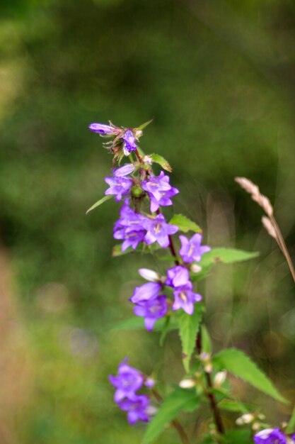 Chiuda in su del bluebell