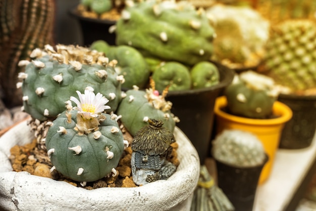 Chiuda in su del cactus di barilotto