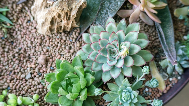 Chiuda in su del cactus succulente in un giardino.