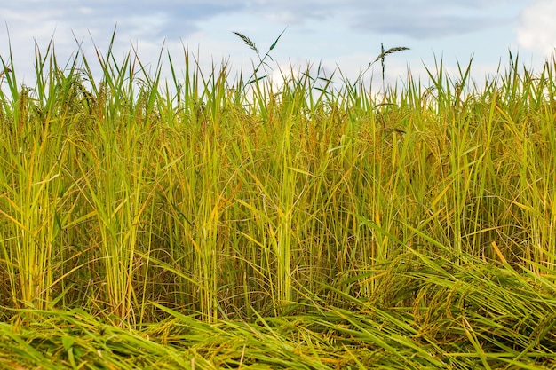 Chiuda in su del campo di riso verde giallo