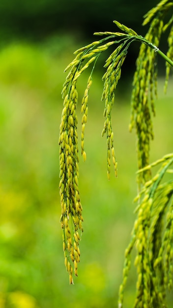 Chiuda in su del campo di riso verde giallo