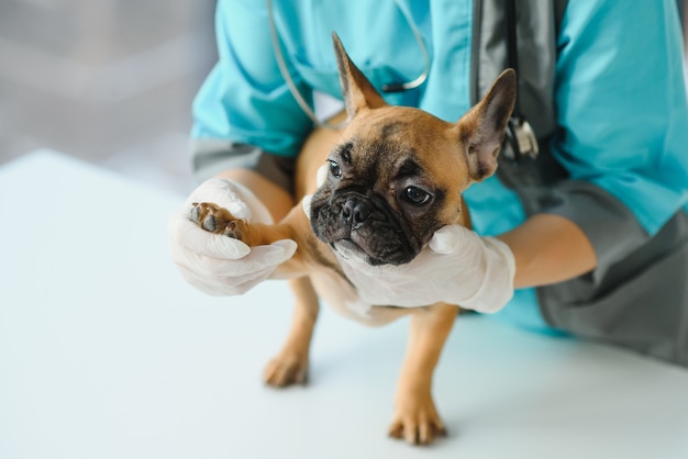 Chiuda in su del cane bulldog francese e della mano del medico veterinario presso la clinica veterinaria