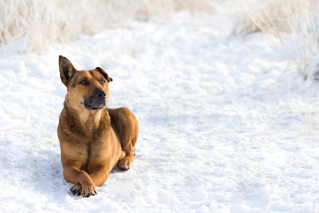 Chiuda in su del cane nella neve