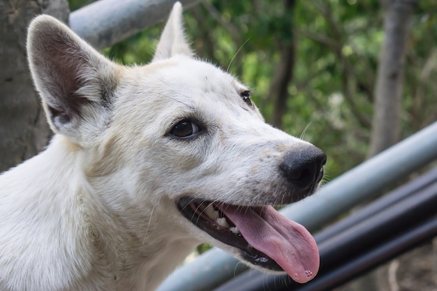 Chiuda in su del cane randagio con la bocca aperta sulla strada.