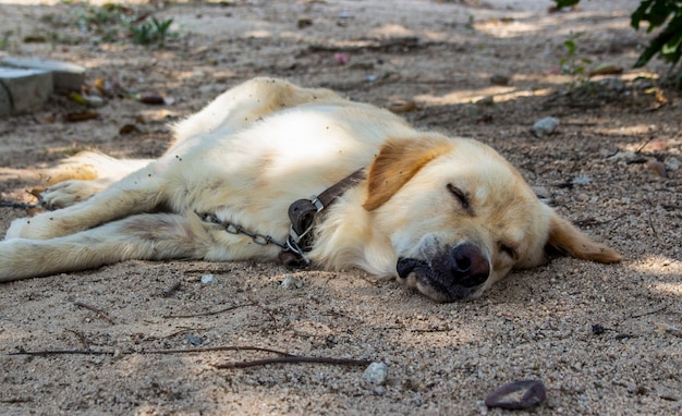 Chiuda in su del cane sta dormendo sulla terra nel giardino.