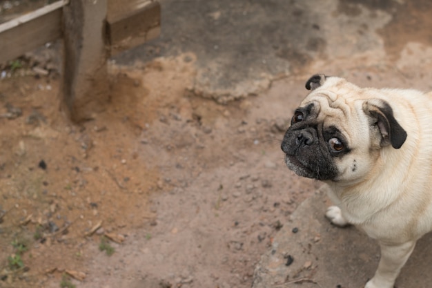 Chiuda in su del carlino sveglio del cane