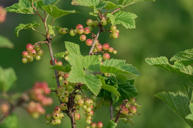 Chiuda in su del cespuglio di ribes nel giardino