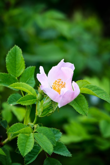 Chiuda in su del cespuglio di rosa canina nella primavera