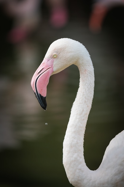 Chiuda in su del fenicottero rosa in zoo