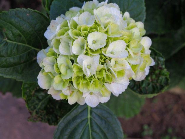 Chiuda in su del fiore bianco e blu-chiaro dell'ortensia.