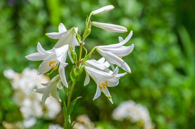 Chiuda in su del fiore del giglio