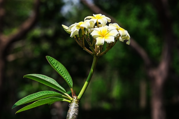 Chiuda in su del fiore di plumeria