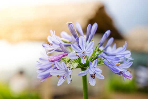 Chiuda in su del fiore viola del giglio africano nel giardino.