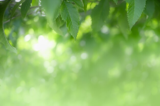 Chiuda in su del foglio verde di vista della natura su pianta vaga