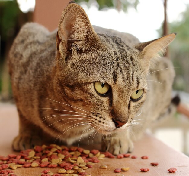 Chiuda in su del gatto che mangia l&#39;alimento sul pavimento e che fissa intorno.