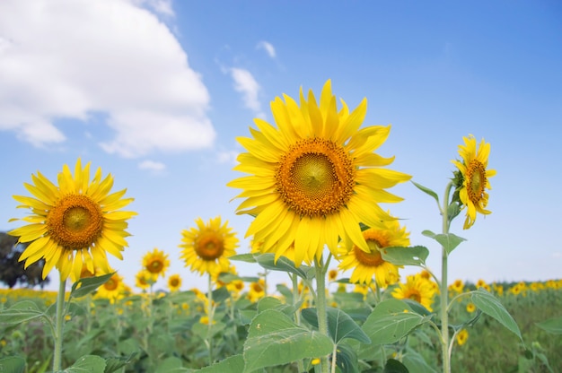 Chiuda in su del girasole con la priorità bassa del cielo blu