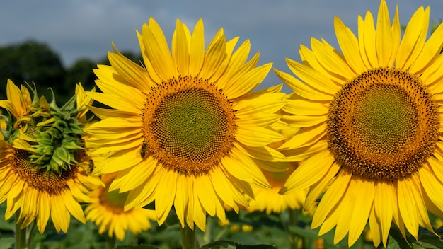 Chiuda in su del girasole nel campo all'estate