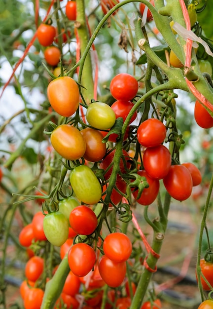 Chiuda in su del mazzo di frutta del pomodoro