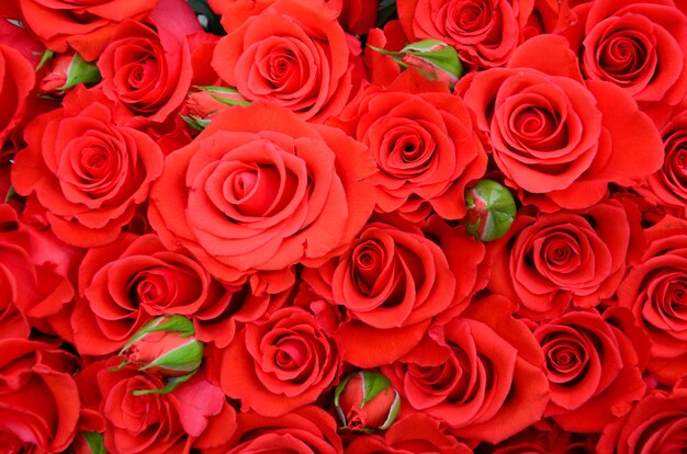 Chiuda in su del mazzo luminoso di belle rose rosse fresche