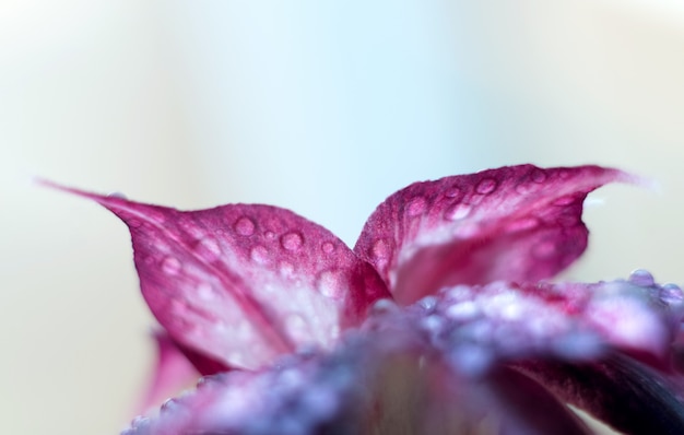 Chiuda in su del petalo di fiore di fioritura del Adenium