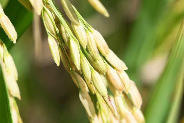 Chiuda in su del risone verde.