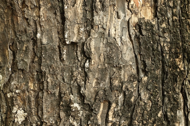 Chiuda in su del tronco di albero nella foresta