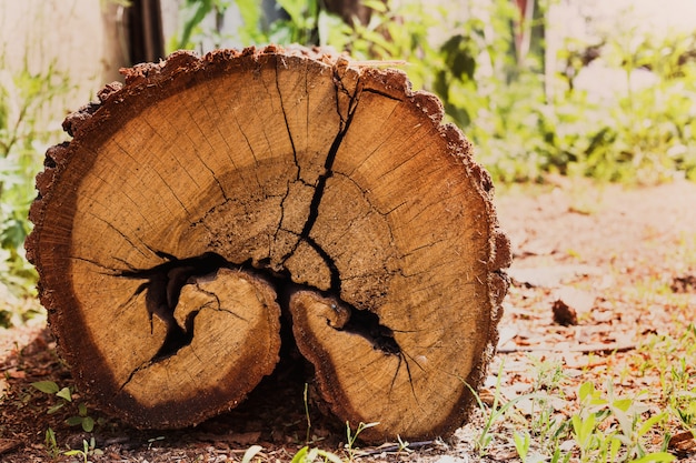 Chiuda in su del tronco di albero tagliato