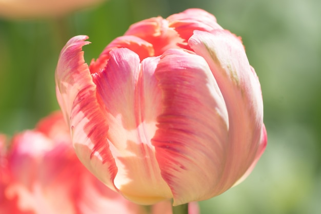 Chiuda in su del tulipano dentellare di fioritura. Sfondo fiore. Paesaggio giardino estivo. Focalizzazione morbida