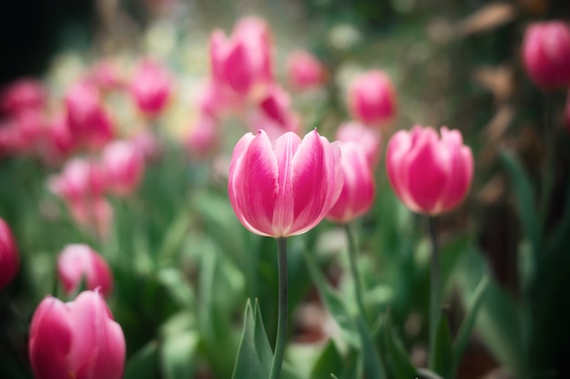 Chiuda in su del tulipano dentellare nel giardino