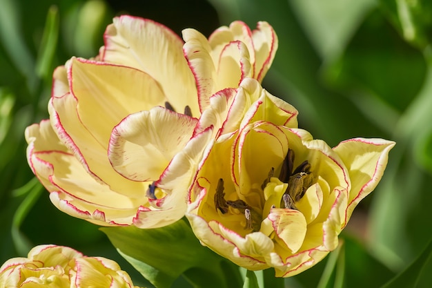 Chiuda in su del tulipano giallo con un fuoco selettivo e una profondità del campo poco profonda