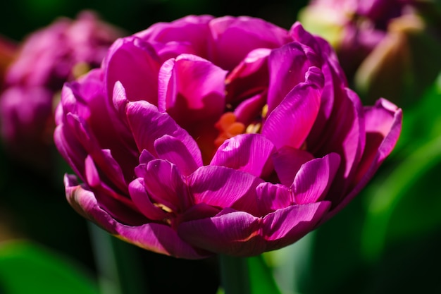 Chiuda in su del tulipano viola. Paesaggio giardino estivo