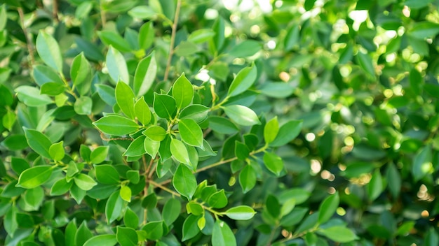 Chiuda in su dell&#39;albero verde di ficus annulata.