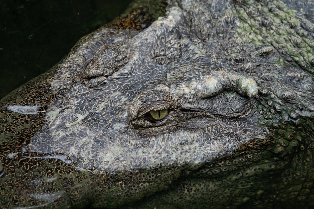 Chiuda in su dell&#39;occhio del coccodrillo