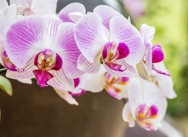 Chiuda in su dell&#39;orchidea (viola) dentellare, Phalaenopsis.