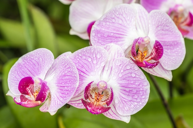 Chiuda in su dell&#39;orchidea (viola) dentellare, Phalaenopsis.