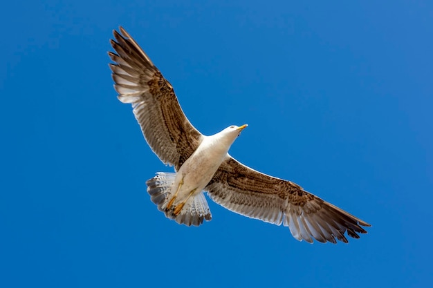 Chiuda in su dell'uccello del gabbiano in volo contro un cielo blu