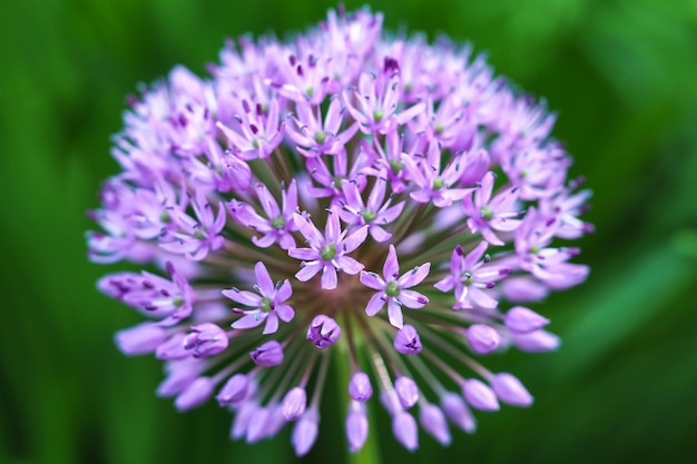 Chiuda in su della cipolla ornamentale viola di fioritura (allium hollandicum).