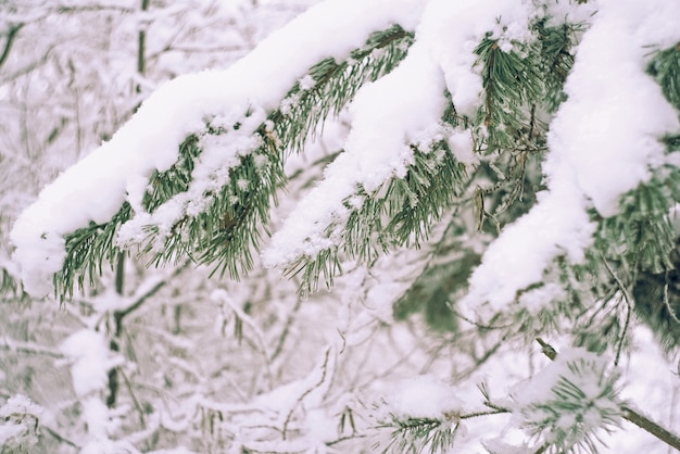 Chiuda in su della filiale di pino nella neve