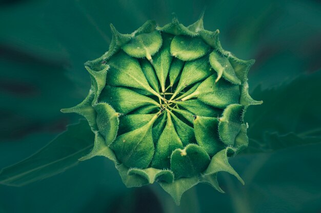 Chiuda in su della germoglio del girasole e della priorità bassa verde del foglio.