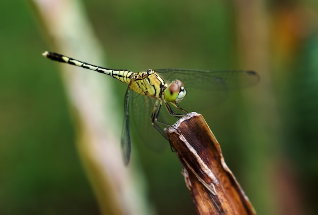 Chiuda in su della libellula gialla sull'erba del fiore.