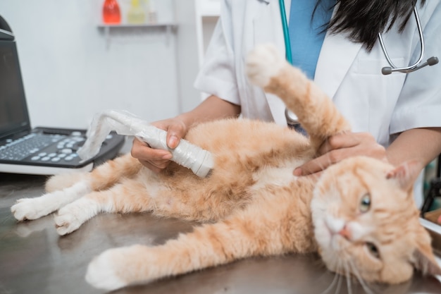 Chiuda in su della mano del medico quando l'ecografia esamina l'addome di un gatto all'ospedale veterinario