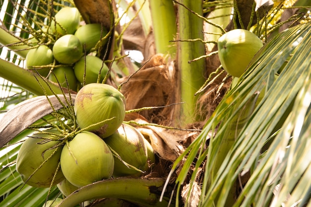 Chiuda in su della noce di cocco fresca sull&#39;albero