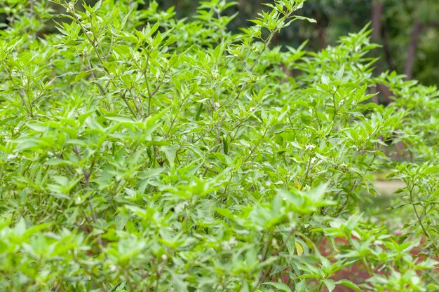 Chiuda in su della pianta del peperoncino in azienda agricola