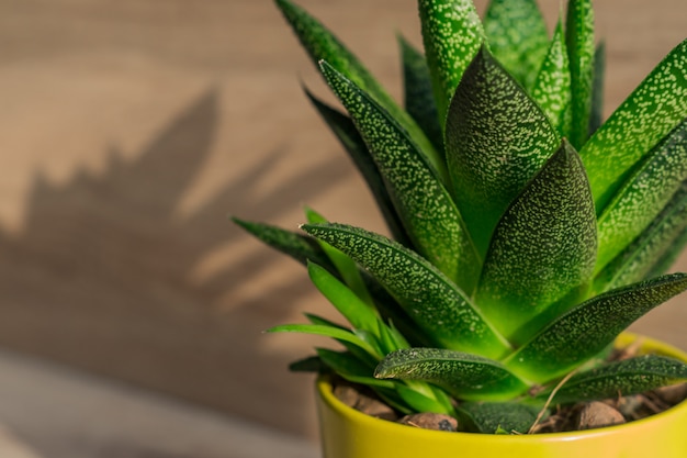 Chiuda in su della pianta dell'aloe vera in vaso di ceramica giallo, pianta d'appartamento, giardinaggio domestico.