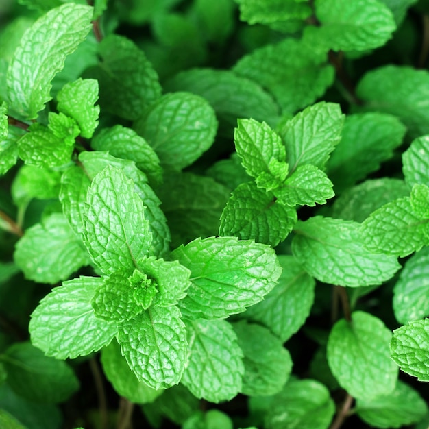 Chiuda in su della pianta di menta verde