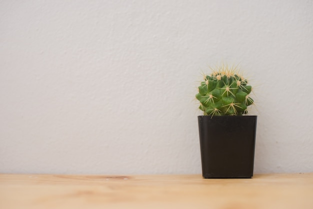 Chiuda in su della pianta verde del cactus in POT su una tabella di legno