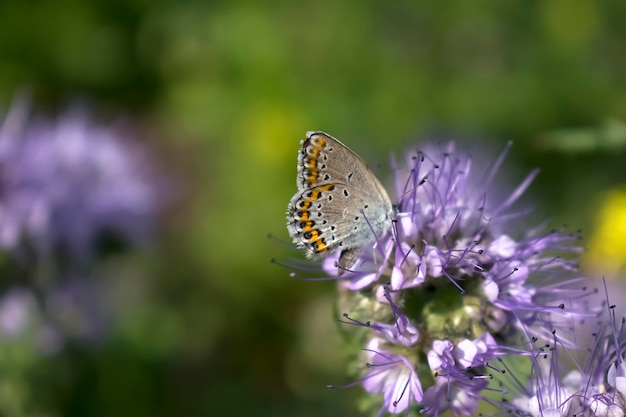 Chiuda in su della piccola farfalla marrone sulla pianta del fiore viola in prato, bandiera della natura macro con lo spazio della copia.