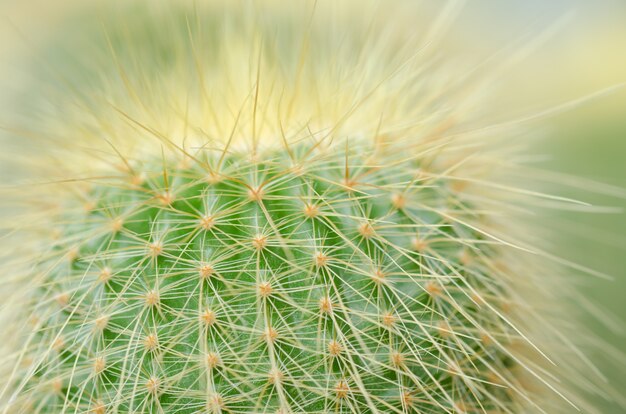 Chiuda in su della priorità bassa di struttura del cactus